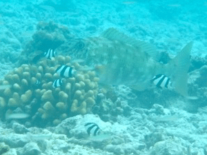 f0190653_12422221.gif