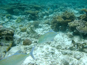 f0190653_12422796.gif