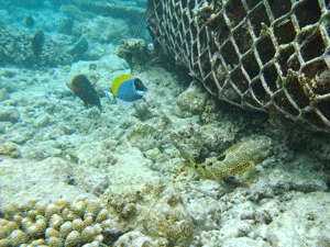 f0190653_12422852.gif