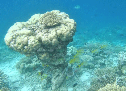 f0190653_12425577.gif