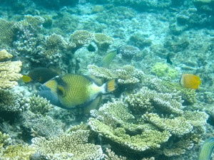 f0190653_12452212.gif