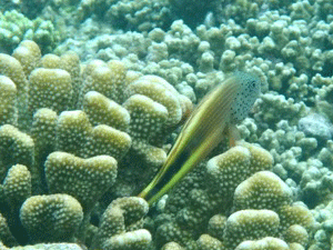 f0190653_12455183.gif