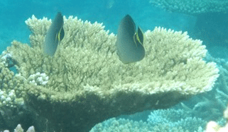 f0190653_12461422.gif