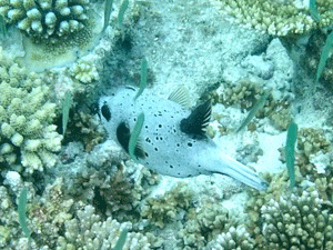 f0190653_12583365.gif
