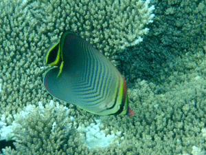 f0190653_12583864.gif