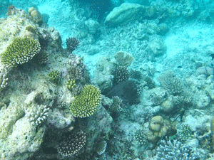 f0190653_1258393.gif