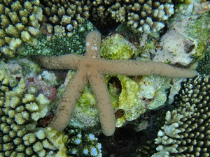 f0190653_12584611.gif