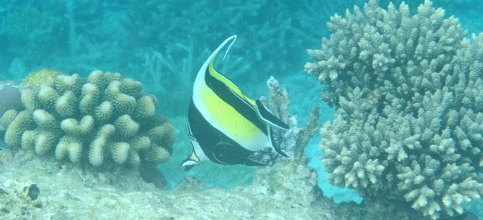 f0190653_12585648.gif