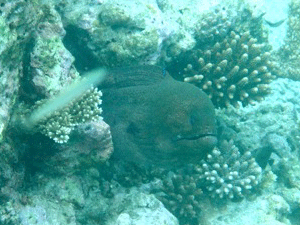 f0190653_1258980.gif
