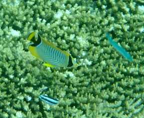 f0190653_1259034.gif