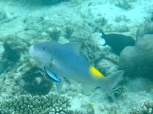 f0190653_12593826.gif