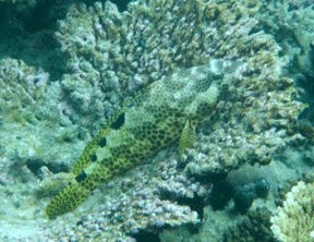 f0190653_130103.gif