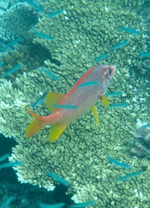 f0190653_1302298.gif