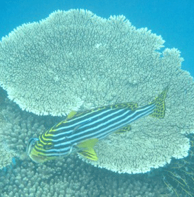 f0190653_1303652.gif