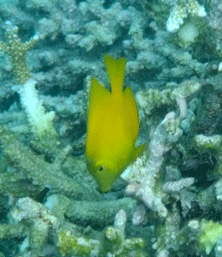 f0190653_130494.gif