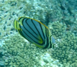 f0190653_131199.gif