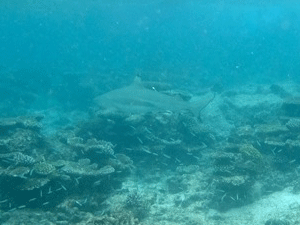 f0190653_13261438.gif