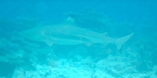 f0190653_13261716.gif