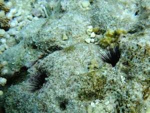 f0190653_13262146.gif