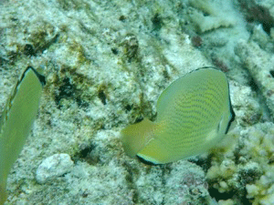 f0190653_13263196.gif