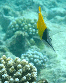 f0190653_13264493.gif