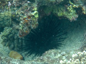 f0190653_13264747.gif