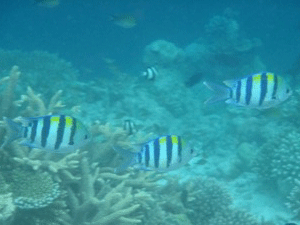 f0190653_13265032.gif