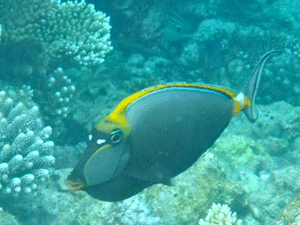 f0190653_1327056.gif