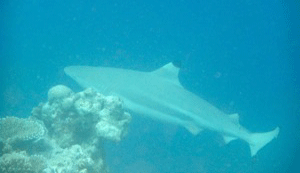 f0190653_13293618.gif
