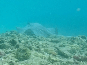 f0190653_13343165.gif