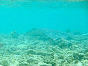 f0190653_13345673.gif