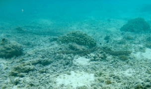 f0190653_1335975.gif