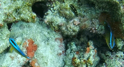 f0190653_13372118.gif