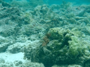 f0190653_1338184.gif