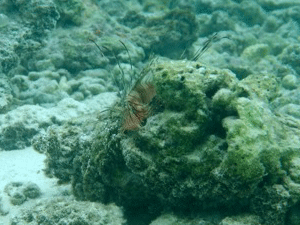 f0190653_1338740.gif