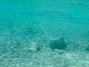 f0190653_1451093.gif