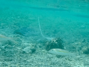 f0190653_1451327.gif