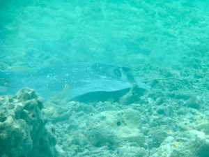 f0190653_1451746.gif