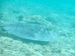 f0190653_1453269.gif