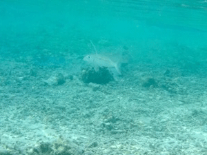 f0190653_145473.gif