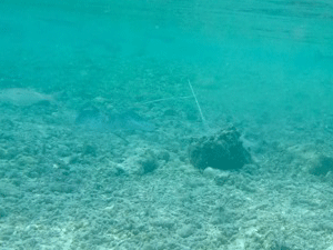 f0190653_14572.gif