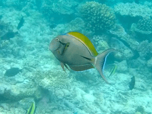 f0190653_1475611.gif