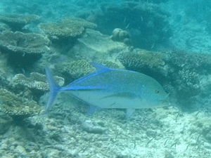 f0190653_148788.gif