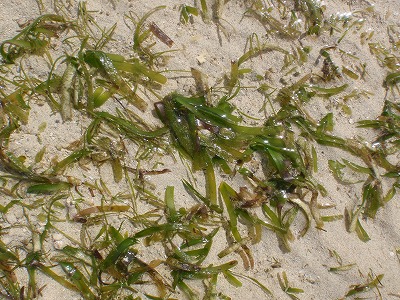c0180460_94084.jpg