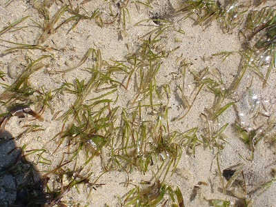 c0180460_941146.jpg