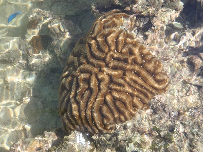 c0180460_944342.jpg