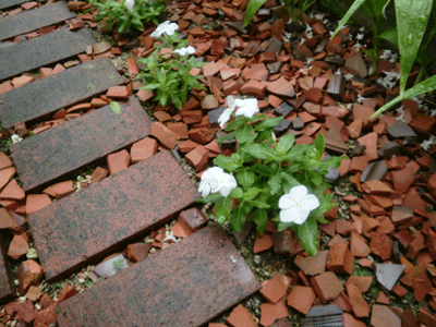 d0137664_1314557.gif