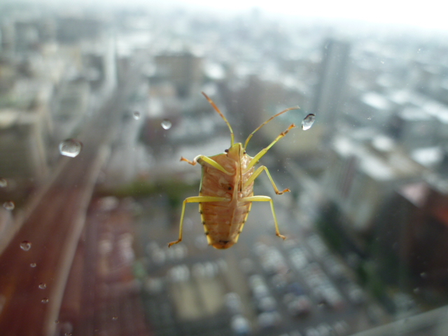 窓の外に虫（虫が苦手な方はご遠慮ください）_c0100865_10534490.jpg