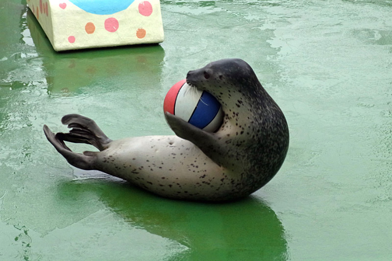おたる水族館 アザラシショー 写真その日その日 my life with photo おたる水族館 アザラシショー 写真その日その日 my life with photo
