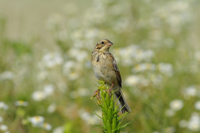 ホオアカ　若鳥_f0053272_20465069.jpg